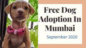 We did not find results for: Free Dog Adoption In Mumbai L Navi Mumbai L Thane L Puppy Adoption 2020 September Youtube