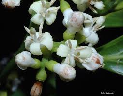 Image result for Psydrax fragrantissima