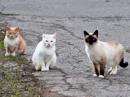 They were born in the wild, and have however, if a stray cat gives birth to their kittens in the wild, they are referred to as feral cat. Feral Cats Of The Last Frontier Britannica