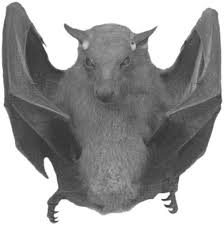 Image result for Combretum xanthothyrsum