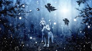 We did not find results for: Dark Wolf Forest 1920x1080 Wallpaper Teahub Io