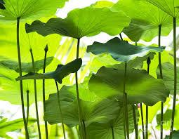 Nelumbo Nucifera Photograph Lotus Leaves By Tim Gainey Lotus Flower Art Lotus Plant Leaf Images