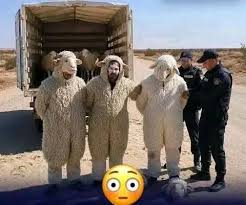 3 personnes déguisées en mouton ont été arrêtées par la police algérienne alors qu'elles tentaient de d'entrer en Espagne.