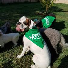 Port saint lucie is a mid size city in saint lucie county in florida. Treasure Coast Pet Sitter Pet Boarding 634 Se Strait Ave Port Saint Lucie Fl Phone Number