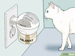 Cats usually go into heat for about a week. How To Calm A Cat In Heat 11 Steps With Pictures Wikihow