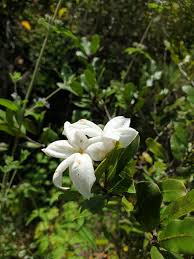 Image result for Mascarenhasia