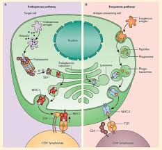 Image result for T-Lymphocyte
