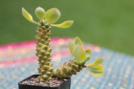 Image result for Monadenium