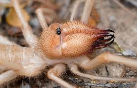 Image result for Amblygonocarpus