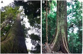 There are an estimated 8,500 species of vascular plants in peninsular malaysia, with another 15. Frontiers The World S Tallest Tropical Tree In Three Dimensions Forests And Global Change