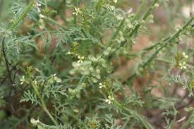 Image result for Carrichtera annua