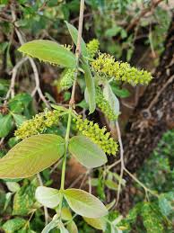 Image result for Combretum sp. A