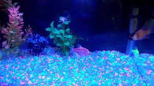 1,784 glow in the dark aquarium pebbles products are offered for sale by suppliers on alibaba.com, of which cobbles & pebbles accounts for 1%. My Glow In The Dark Fish Tank Youtube