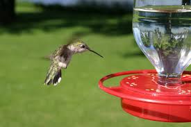 Allow feeder to air dry before refilling. Hummeze The Hummingbird Feeder Cleaner