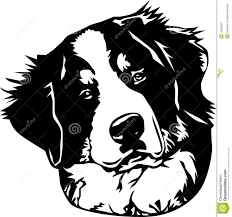Bernese Mountain Dog Puppy Black And White Bernese Mountain Dog Face Stock Images Image 18923664 Dog Silhouette Dog Artwork Dog Face
