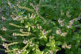 Image result for Ocimum americanum