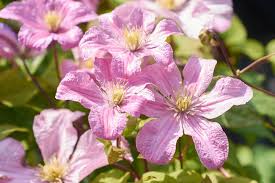 Clematis 'comtesse de bouchaud' verschönert als rankpflanze zäune am grundstücksrand und steigt am gestänge des gartenpavillons auf. Waldrebe Comtesse De Bouchaud Clematis Hybriden Comtesse De Bouchaud Gunstig Online Kaufen