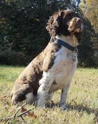 English Springer Spaniel Dog Breed Information And Pictures