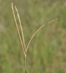 Image result for Paspalum notatum