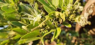 Image result for Maerua triphylla