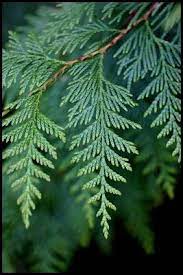 Incense cedar is generally known in the lumber industry as one of the twelve woods of the western woods region incense cedar's botanical name is libocedrus decurrens. Tree Identification Thuja Plicata Western Redcedar Cedar Trees Tree Identification Birch Tree Tattoos