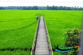 Image result for Kuttanad,
