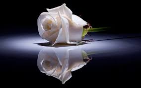1920x1080 white rose background wallpaper high definition high quality. Best 29 White Rose Desktop Backgrounds On Hipwallpaper Beautiful Widescreen Desktop Wallpaper Desktop Wallpaper And Naruto Desktop Backgrounds