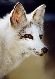 Very Near My Mental Image For The Kitsune Character That Will Make Appearances In The Enchantment S Endgame Series Animals Beautiful Animals Wild Cute Animals