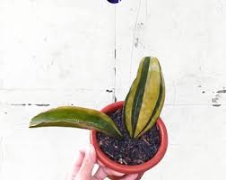 Image result for Sansevieria dooneri