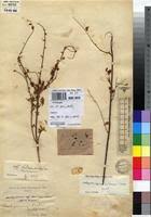 Image result for Aeschynomene mossoensis