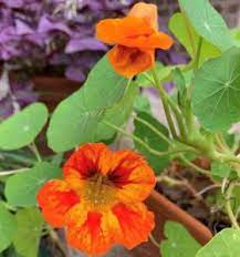 Direct sow after last frost. How To Grow Nasturtiums Okra In My Garden