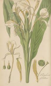 Image result for Pycnostachys coerulea