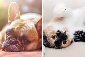 Explore other popular pets near you from over 7 million businesses with over 142 million reviews and opinions from yelpers. List Of Vets That Come Home For Your Pooch Lbb Mumbai