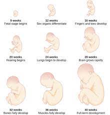 Pregnancy Stages Month By Month Fetal Development With Pictures Info