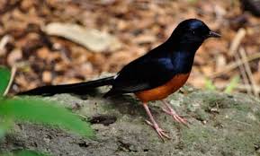 Ukuran merak kongo termasuk yang paling kecil dibandingkan dengan jenis merak lainnya. Gambar Burung Decu Jantan Dan Betina Id Lif Co Id