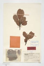 Image result for Synsepalum revolutum