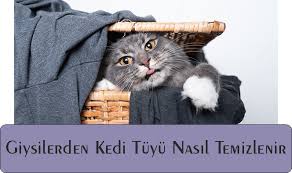 Kedi Tuyu Nasil Temizlenir Ve Kedilerin Tuy Dokmemesi Icin Ne Yapmali