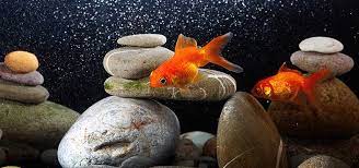 Maybe you would like to learn more about one of these? Aquarium Aeration And Oxygenation Tropical Fish Hobbyist Magazine