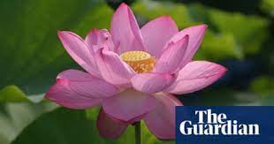 Check spelling or type a new query. The Edible Incredible Lotus Flower Life And Style The Guardian