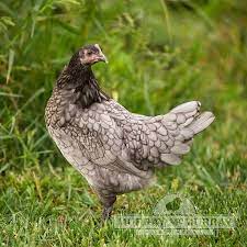 Blue andalusians originated in spain, in andalusia. Murray Mcmurray Hatchery Blue Andalusians