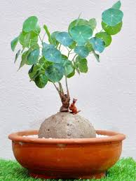 Maybe you would like to learn more about one of these? Stephania Pierrei World Of Succulents