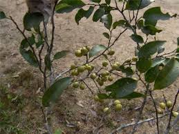 Image result for Maytenus chasei