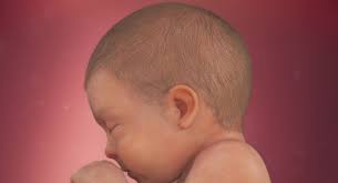 Your baby's body hair is determined by his or her genes. Your Baby S Hair How It Develops During Pregnancy Babycenter