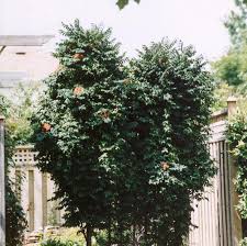 This tree is resistant to leaf scorch and fireblight. Sorbus Aucuparia Fastigiata From Nvk Nurseries