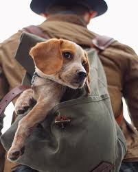 Pin By Greywren On Villages And Countryside Hd Dog Photos Dogs Beagle Dog