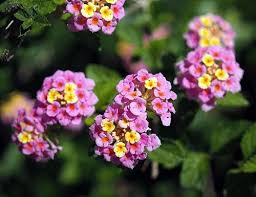 37 Gorgeous Window Flower Boxes Most Beautiful Flowers Hanging Flower Baskets Beautiful Flowers