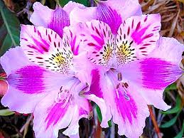 Being able to refer to tools by their correct names in english will be a very helpful set of words to add to your vocabulary. Language Of Flowers Alstroemeria Flower Meaning Nature 2021