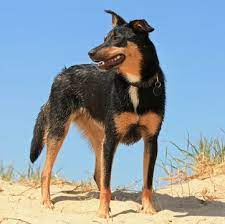 Australian Kelpie Puppies For Sale Adoptapet Com