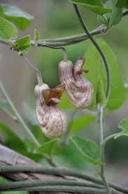 Image result for Aristolochia heppii