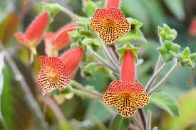 Image result for Gesneriaceae